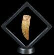 Serrated Carcharodontosaurus Tooth #52465-2